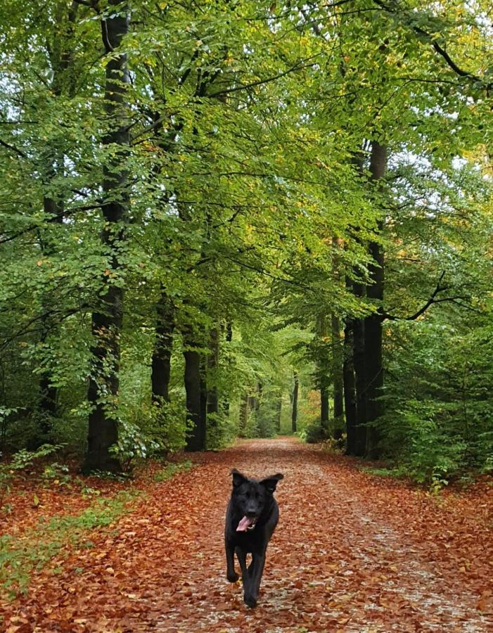 Luxe Vakantiebungalow Met Omheinde Tuin Voor Hond En Kinderen Dirkshorn Екстер'єр фото
